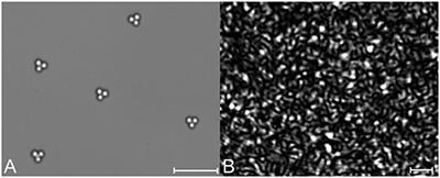 Diffusion of Anisotropic Particles in Random Energy Landscapes—An Experimental Study